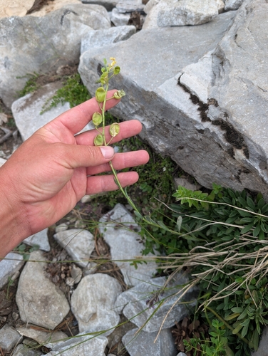 Alyssoides utriculata, photograph 3