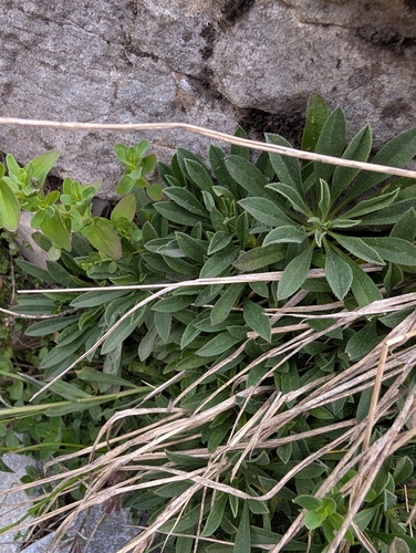 Alyssoides utriculata, photograph 4