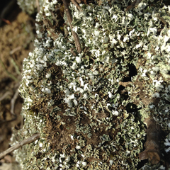 Cladonia apodocarpa