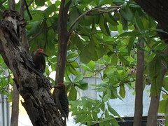 Melanerpes aurifrons