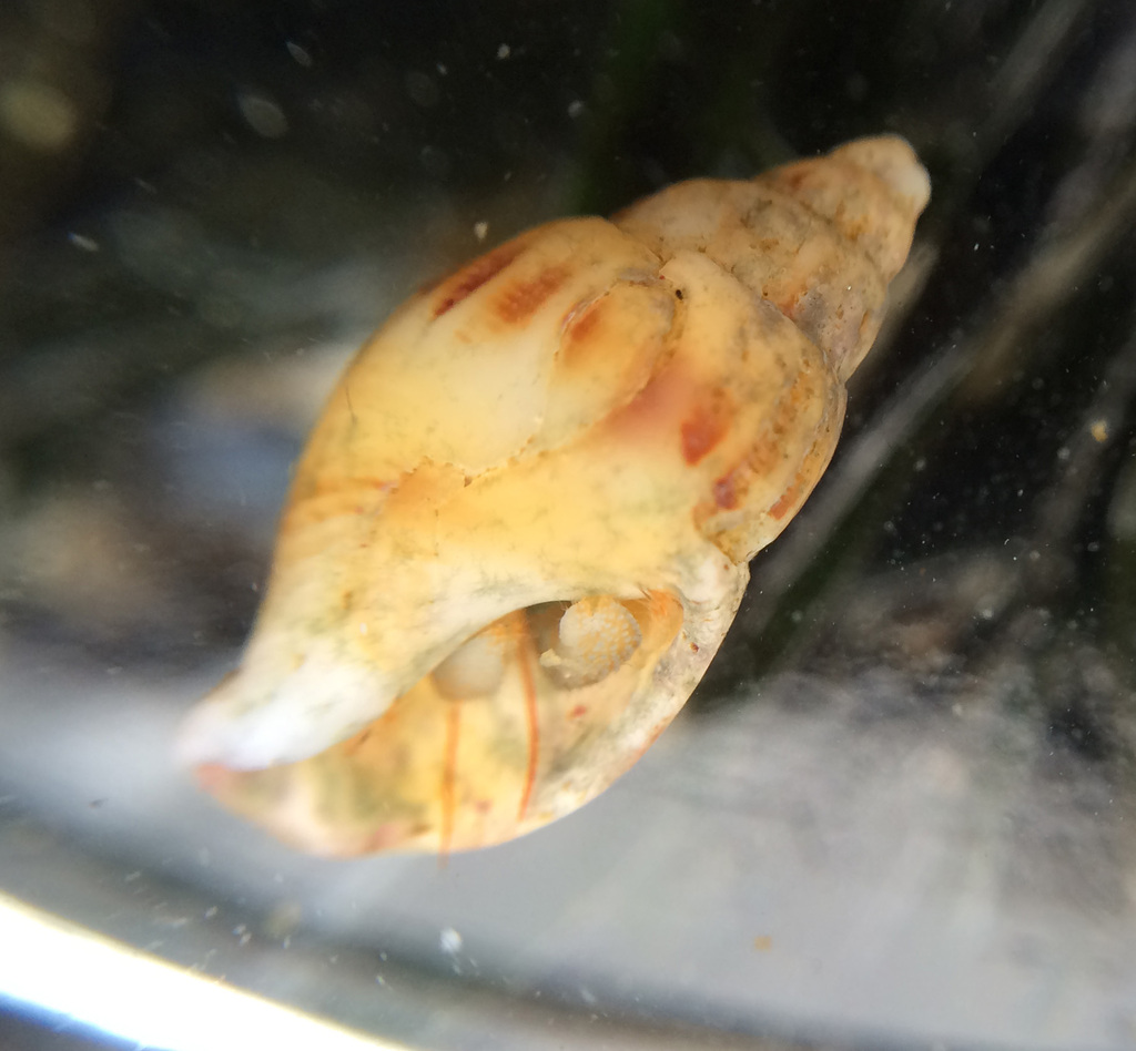 Wrinkled Amphissa (Animals of the Lower Mainland) · iNaturalist