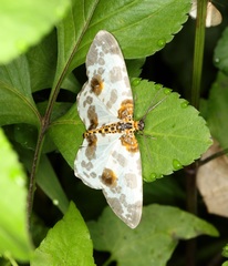 Abraxas amicula-illuminata