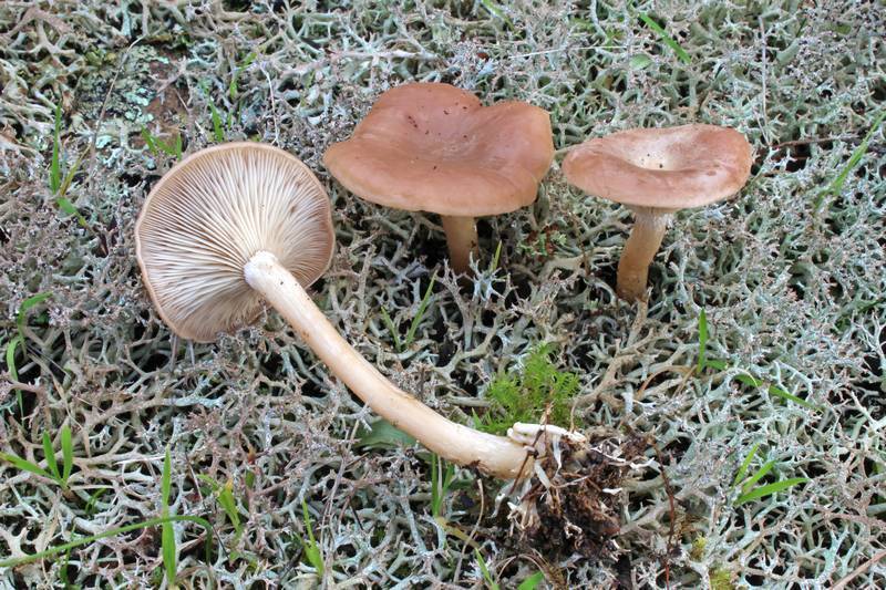 Rhizocybe vermicularis