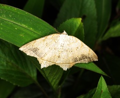 Oxymacaria temeraria