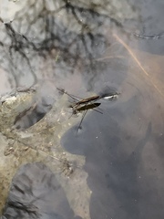 Limnoporus