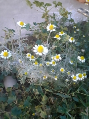 Matricaria chamomilla