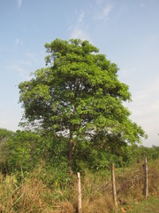 Tabebuia rosea
