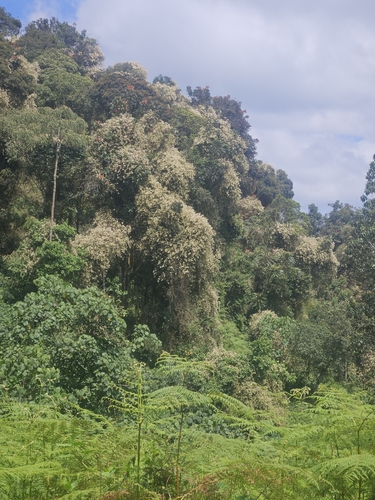 Sericostachys scandens