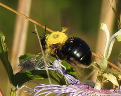 Xylocopa virginica image