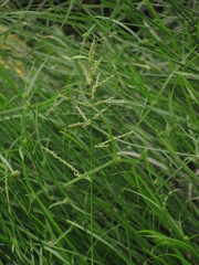 Steinchisma laxum