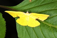 Corymica spatiosa