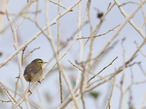 iNaturalist image