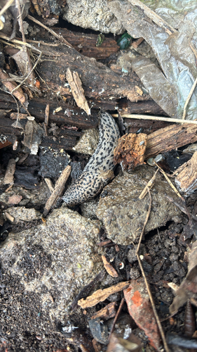Leopard Slug