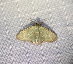 Lophophleps triangularis