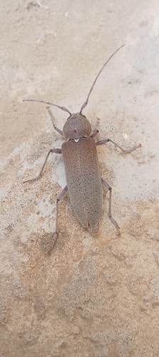 Hesperophanes sericeus