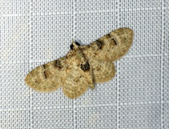 Gymnoscelis admixtaria