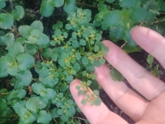 Chrysosplenium glechomifolium