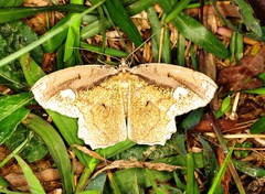 Pareumelea eugeniata