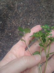 Chrysosplenium glechomifolium