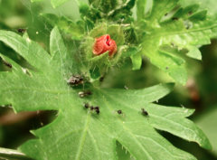 Uroleucon verbesinae