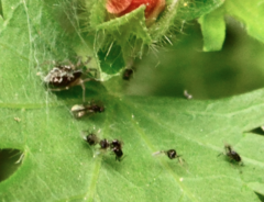 Uroleucon verbesinae