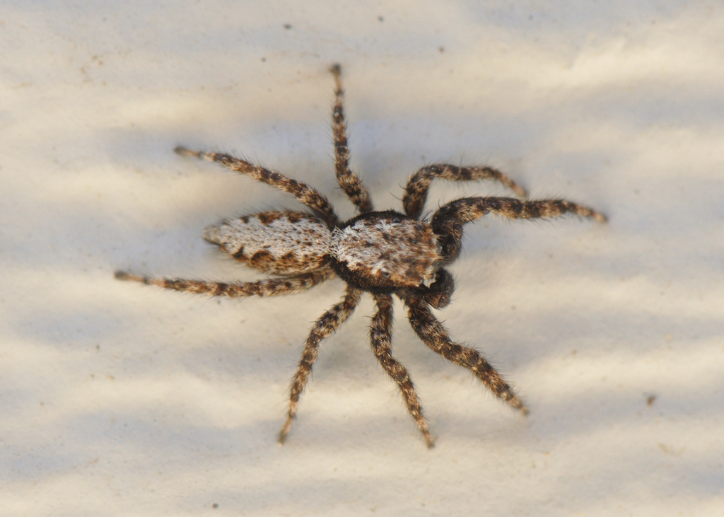 California Flattened Jumping Spider from Silo Ct, Anderson, CA 96007