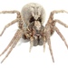 Forest Wolf Spider - Photo (c) Dan MacNeal, some rights reserved (CC BY), uploaded by Dan MacNeal