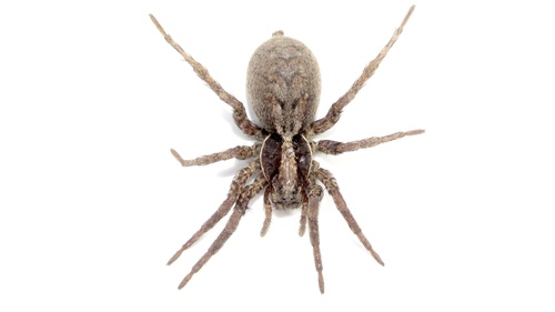 Forest Wolf Spider
