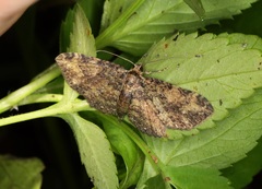 Pseudocollix hyperythra