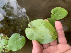 Echinodorus cordifolius