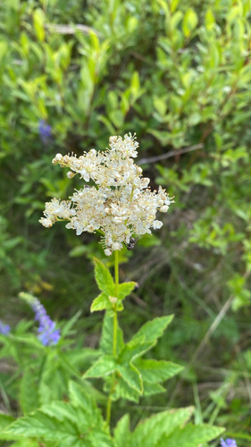Meadowsweet