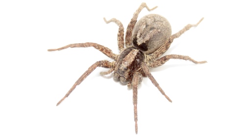 Forest Wolf Spider