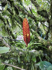Vriesea incurvata, photograph (c) Cristiane Colodel, some rights reserved (CC BY)