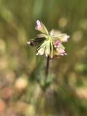 Trifolium bifidum
