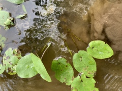 Echinodorus cordifolius