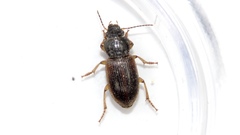 Anisodactylus sanctaecrucis