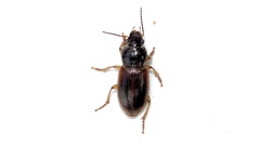 Anisodactylus sanctaecrucis