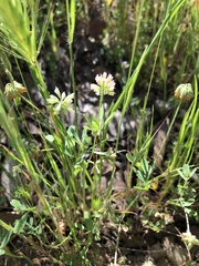 Trifolium bifidum