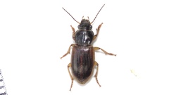 Anisodactylus sanctaecrucis