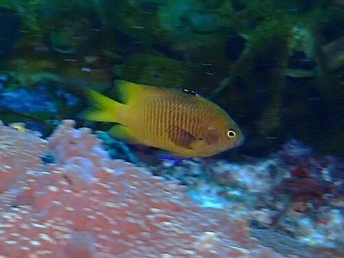 Stegastes obreptus observed 2026-07-11