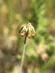 Trifolium bifidum