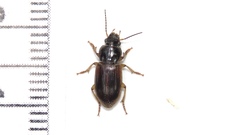 Anisodactylus sanctaecrucis