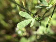 Trifolium bifidum