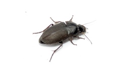 Anisodactylus rusticus