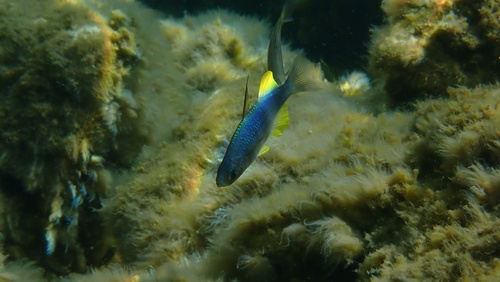 Antonia's sailfin silverside (Telmatherina antoniae) — Telmatherinidae — 5