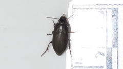 Anisodactylus rusticus