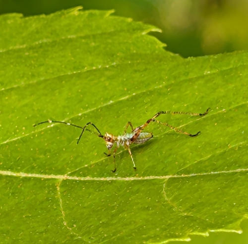 Fork-tailed Bush Katydid