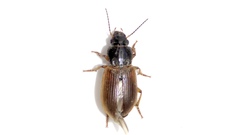 Anisodactylus sanctaecrucis