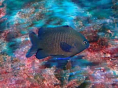 Stegastes obreptus observed 2026-07-11
