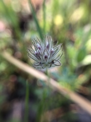 Trifolium olivaceum